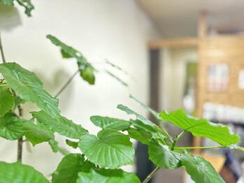 鍼灸治療院 森空堂 本院/木を基調とした広々とした空間