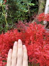 桃の木 吉祥寺店/自爪散歩　彼岸花