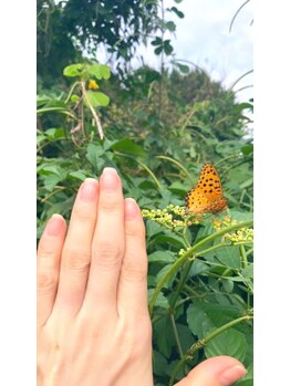 桃の木 吉祥寺店/自爪散歩 蝶々