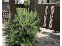 たにあん/入口にローズマリー