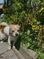レーレミミ オオツ(Leere Mimi. otsu) チワワだと思ってましたが、ジャックラッセルテリアでした!