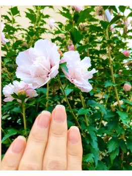 桃の木 吉祥寺店/自爪散歩 ムクゲ木槿