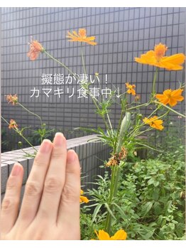 桃の木 吉祥寺店/自爪散歩 キバナコスモス