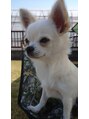 アイクイック 高田馬場店(Ai Quick) 実家で飼っている犬さん名前はちくわです!可愛い!!