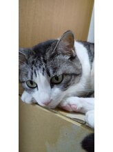 レディスケアハウス ひだまり/看板猫