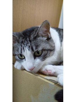 レディスケアハウス ひだまり/看板猫