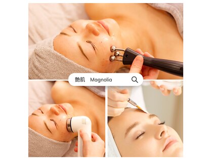 マグノリア(Magnolia)の写真