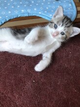 ソワンド ルバンシュ/我が家の猫☆