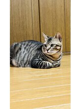 整体藍猫&nbsp;岩本 文太