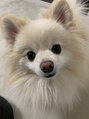ビースペース 神戸新開地店(Bspace)&nbsp;ポメラニアン５歳男の子を飼ってます！名前は、マメです