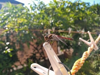 こうのせいたい/サロン庭からの来訪客 其の二