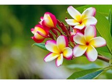 アジアンリラクゼーション ヴィラ 福岡東店(asian relaxation villa)/バリ島フラワー　プルメリア