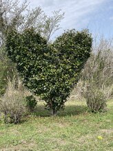 ほぐし専科アロエ(ALOE) 横山 沙織