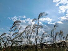 こうのせいたい/ススキが綺麗な季節となりました