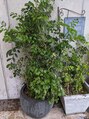 ラーブ リラクゼーション(Rub relaxation) 植物で癒しタイム♪ダイソーで購入した植物が立派に成長！！