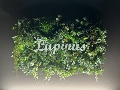 Lupinus【ルピナス】