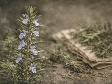 眠れるよもぎ蒸し 仙川店/ローズマリー