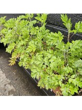 ミホズルーム(Miho‘s room)/すくすく育つよもぎ