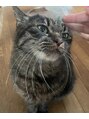 サンリッチ(Sunrich) ねこちゃんを飼ってます！動物好きです！