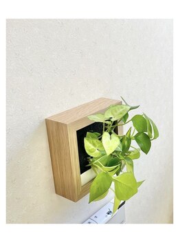 ステラ(stella)/緑がある空間