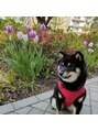 ルクア(Rukua) 【愛犬】お散歩風景