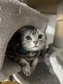 まつげエクステ専門サロン アイラ 綾瀬店(EYELA) 猫が好きで、猫を飼ってます!