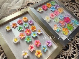 ハイビスカス☆プルメリア入荷