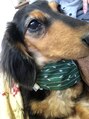 リフレッシュ(Re;フレッシュ)&nbsp;我が家の愛犬♪主人と同じく腰痛持ち。