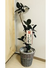 ミューズスタイル(muse style)/観葉植物いただきました！