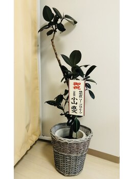 ミューズスタイル(muse style)/観葉植物いただきました!