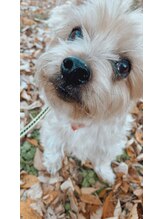 リリー(Lily)&nbsp;トップ 