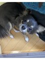 モンスリール 麻布十番(Mon Sourire)&nbsp;家で飼っているわんちゃんです(U・ω・U)☆