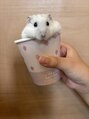 インベスト(INVEST) ハムスターのもち男くんです(^^)☆