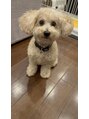 サロン マロウ(SALON Marrow) 愛犬シュガー♂4歳です。家族大好き忠実な可愛い子。