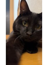 ねこちぐら ねこちぐら ノアール