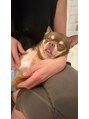 撫の樹&nbsp;マイブームは保護犬だったチワワのマッサージです。