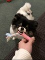 ウィップ(the wip) 犬カフェ行ってきました。とっても癒されました…