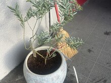 杏/玄関にあるアカシアの木