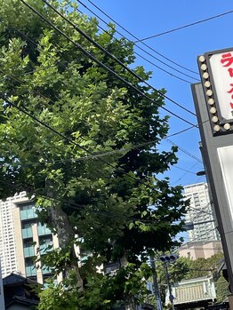 サクラ(Sakura)/今日もサロン前は快晴です♪