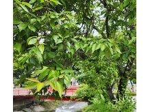 整体美容新リンパサロン 大井町/