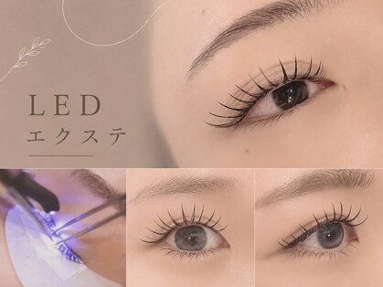 シロ(shiro)の写真