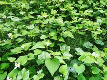 ツキノフネの雰囲気（手技と植物の力でしっかりほぐしていきます）