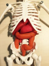 トータルバランス オーバー(over)/【内臓整体】内臓から腰痛肩こり