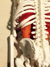 トータルバランス オーバー(over)/腸がガスで張る→背中の肋骨ズレ