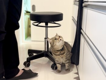 撫の樹/実は猫もいます