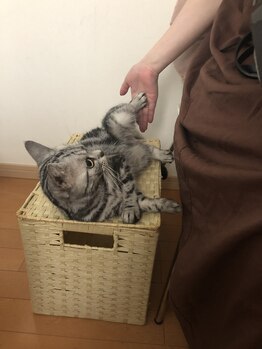 キャンティモア(Canty more)/愛猫ミイ