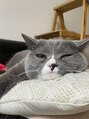 アンジュール(unjour) 気ままな愛猫が癒しです(*^^*)
