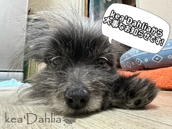 ケアダリア(kea’Dahlia)/詳細は【R6．6/22】のブログにて