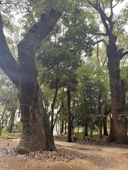 チェッコリ(CHECCOLY)/セラピストの好きなもの『樹』