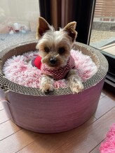 ヨサパーク メリア 奈良北(YOSA PARK MERIA)/看板犬です。